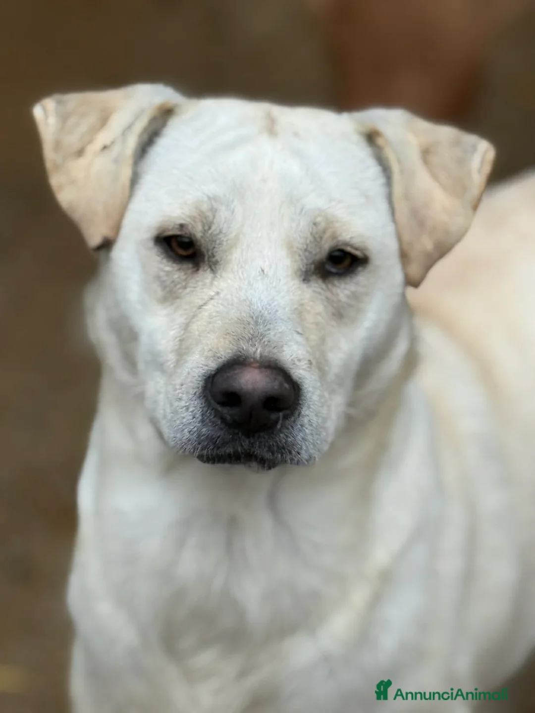 Meticcio cani in regalo: BLANCA & BLESS, cagnoline super tenere. - Annuncio 7