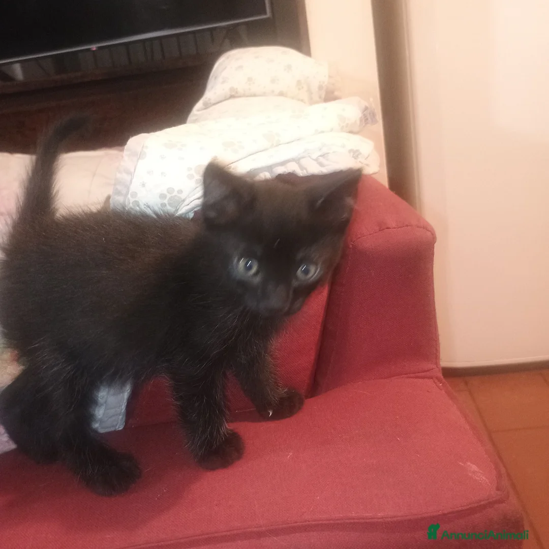 Europeo gatti in regalo: GRIGINO E NERISSIMO - Annuncio 2