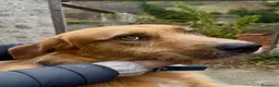 Meticcio cani in regalo: Rick il bello a Provincia di Savona - Annuncio 2
