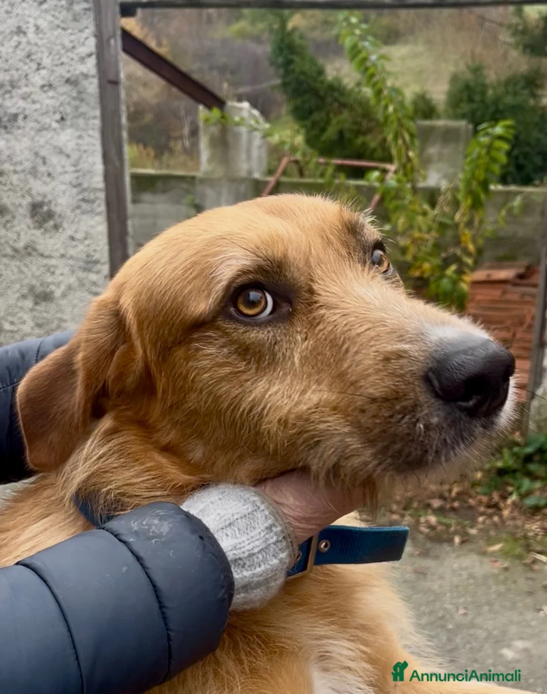 Meticcio cani in regalo: Rick il bello a Provincia di Savona - Annuncio 2