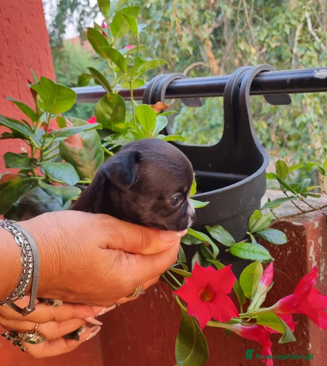 Chihuahua cani in vendita: Cuccioli di chihuahua toy  - Annuncio 2