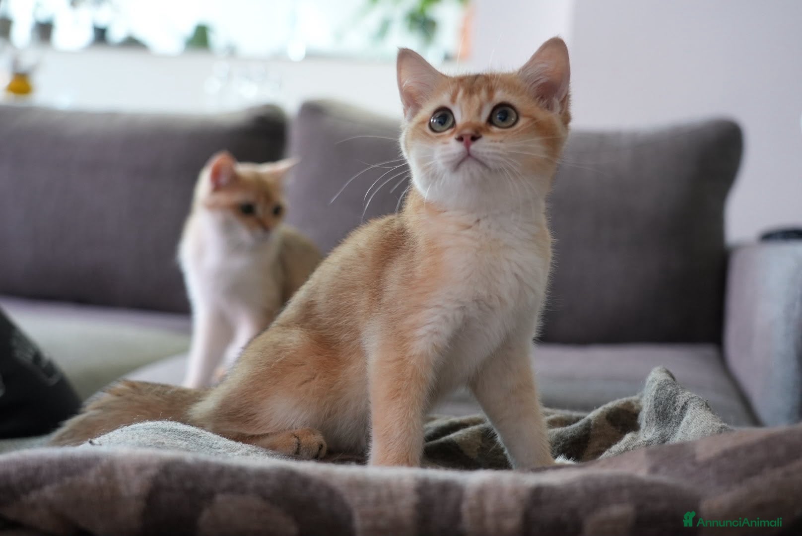 Scottish gatti Cuccioli Scottish Straight Golden Pedigree ENFI - Annuncio 2