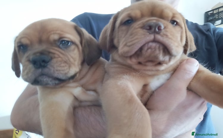 Dogue de Bordeaux cani a Provincia di Modena - Annuncio 9