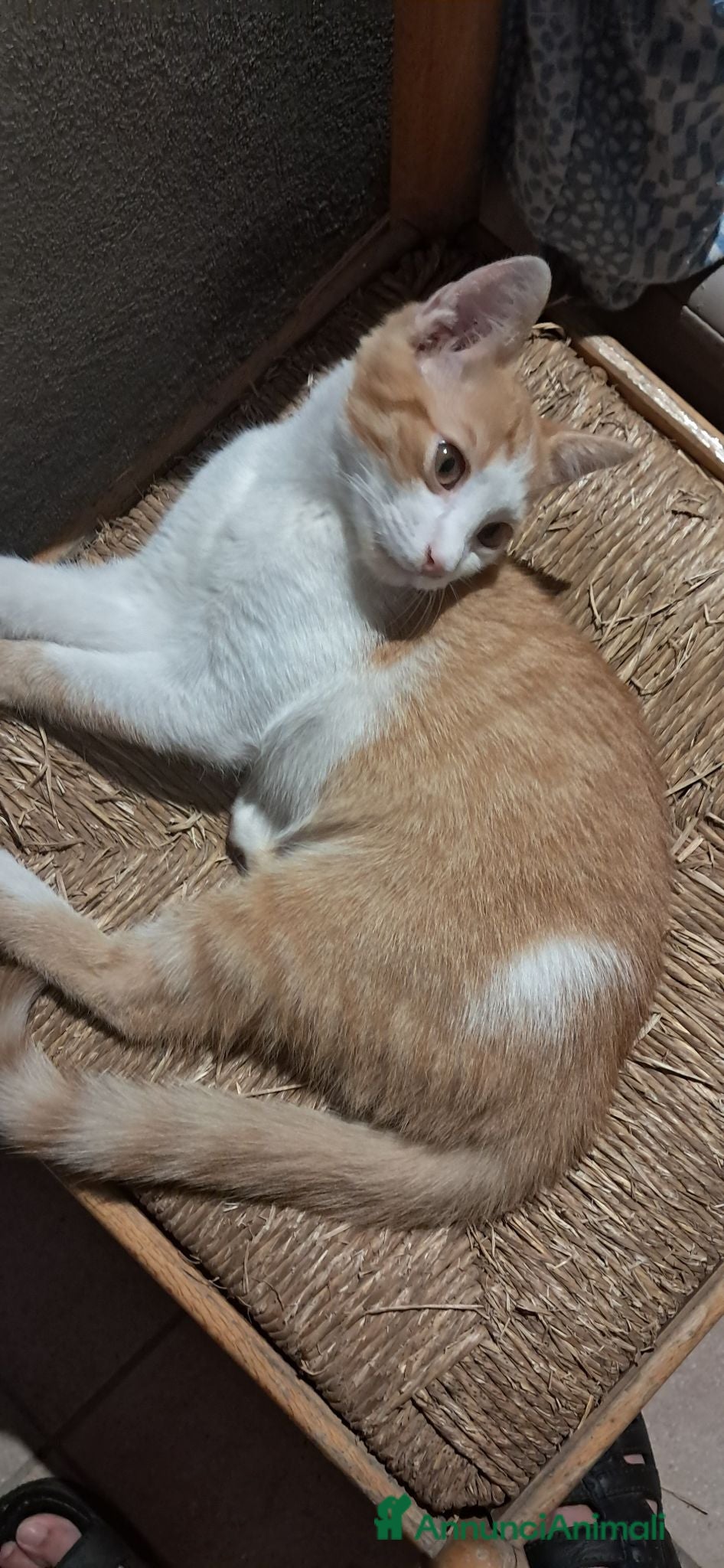 Europeo gatti Regalo gattini  - Annuncio 2