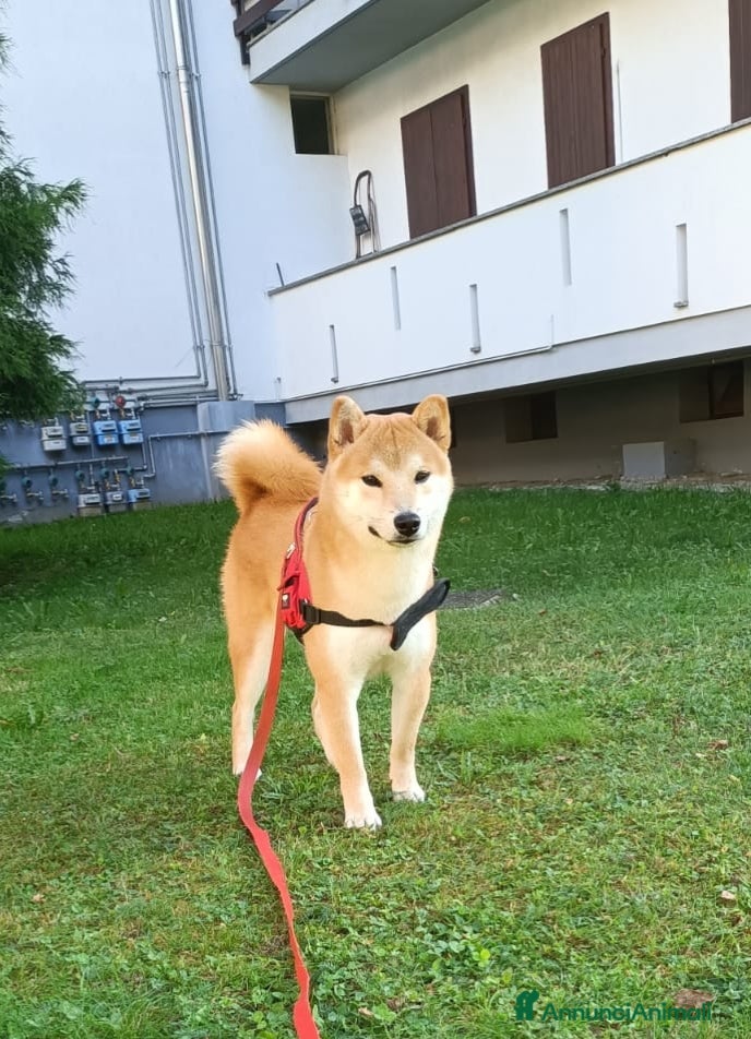Shiba Inu cani Shiba Inu Maschio – Disponibile per Riproduzione  - Annuncio 1