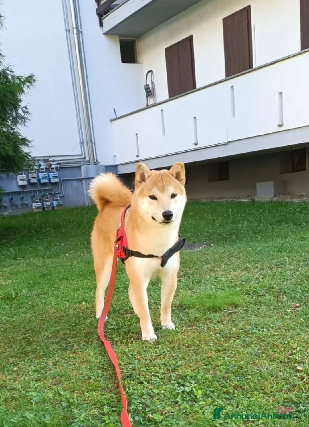 Shiba Inu cani per accoppiamento: Shiba Inu Maschio – Disponibile per Riproduzione  a Città metropolitana di Milano - Annuncio 1