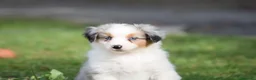 Miniature American Shepherd cani in vendita: MINIATURE AMERICAN SHEPHERD - Annuncio 30