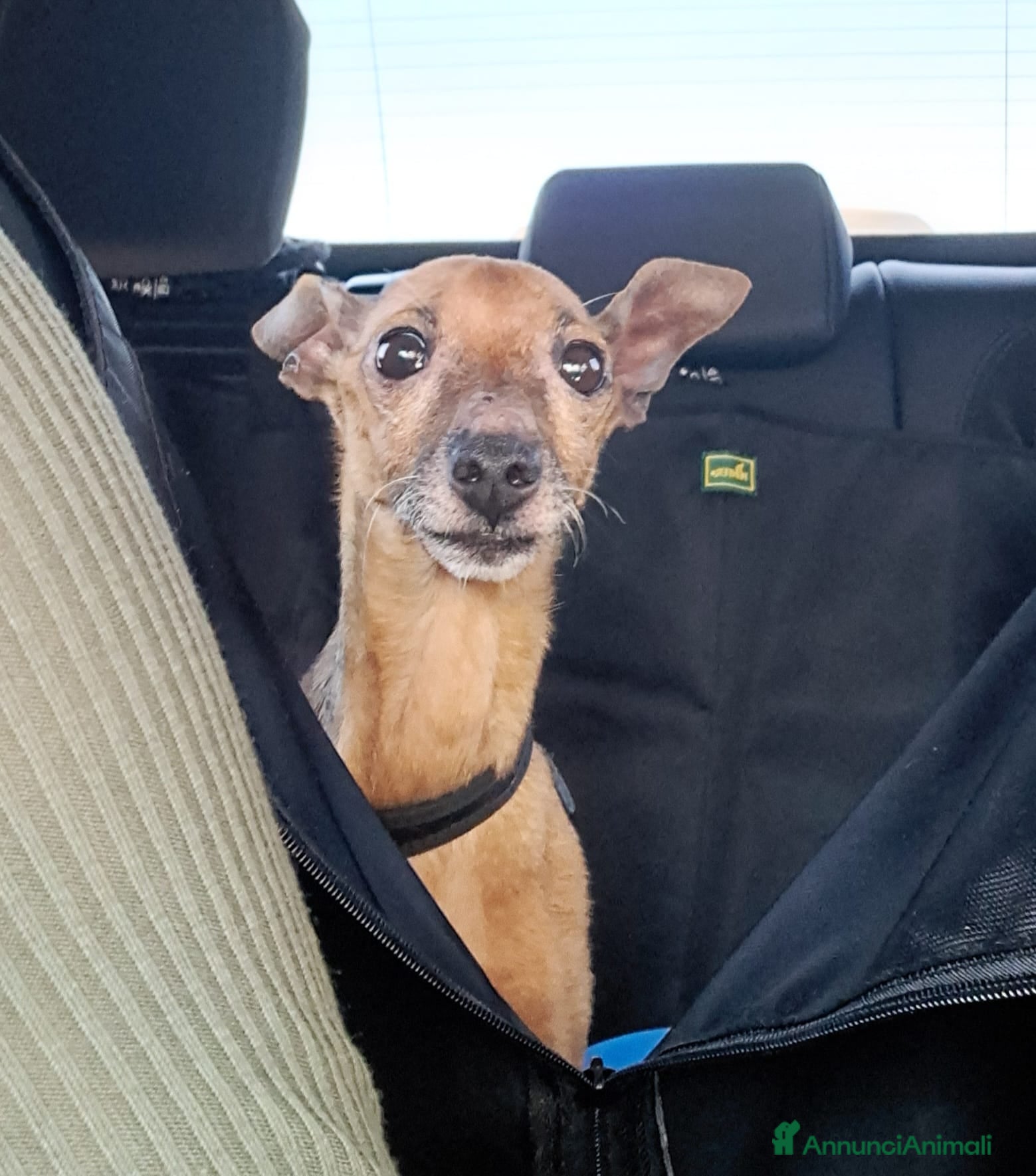 Pinscher Tedesco cani JACK UNA SCRICCIOLO ABBANDONATO SENZA PIETA' - Annuncio 13