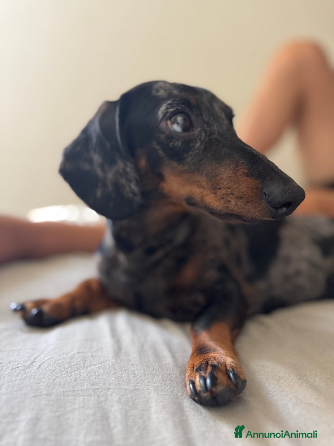 Bassotto cani per accoppiamento: Pablo il bassotto arlecchino  - Annuncio 2