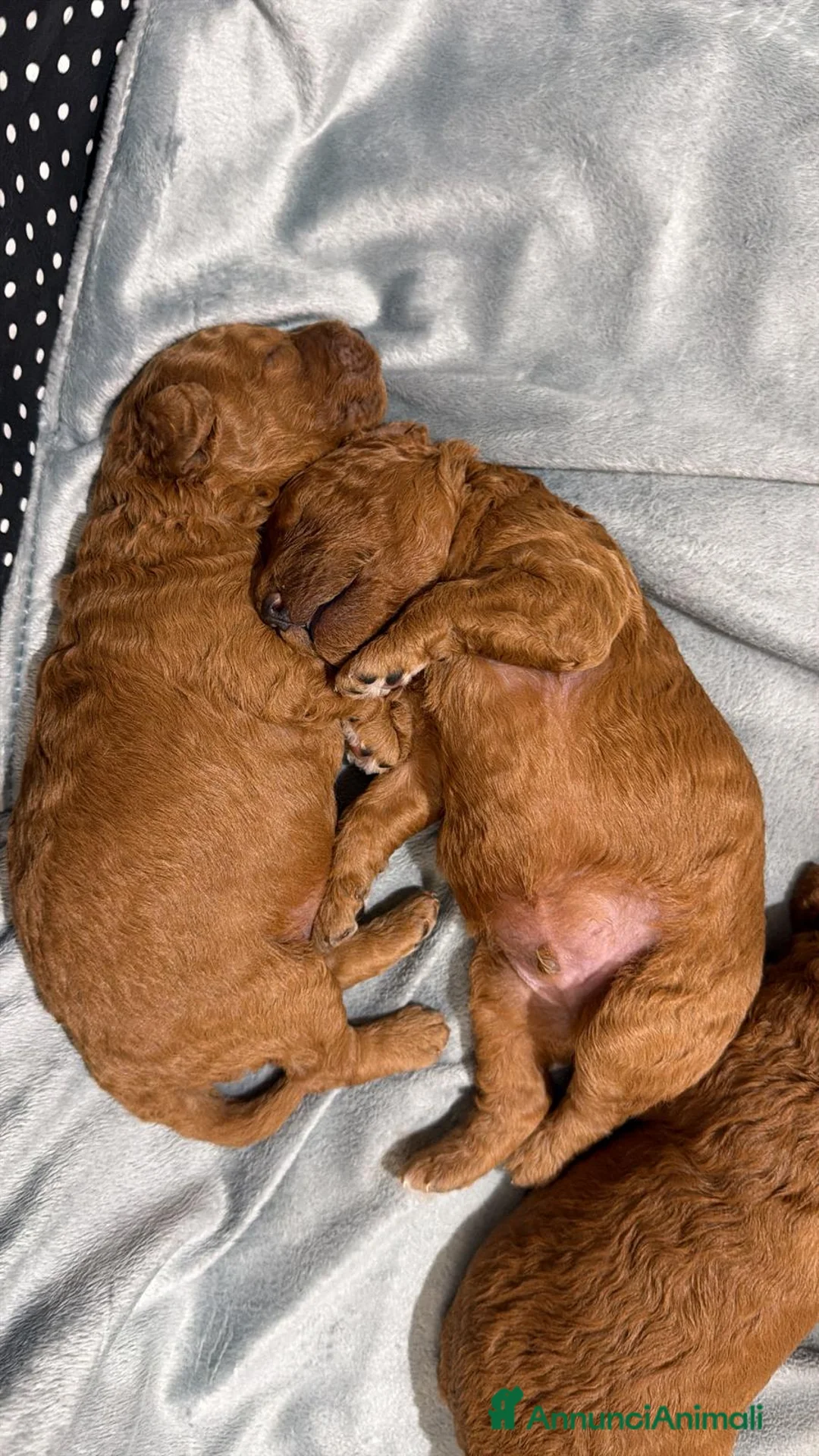 Barboncino cani in vendita: Vendo barboncini - Annuncio 2