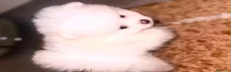 Volpino Pomerania cani in vendita: Splendida cuccioli di Pomerania bianchi - Annuncio 10