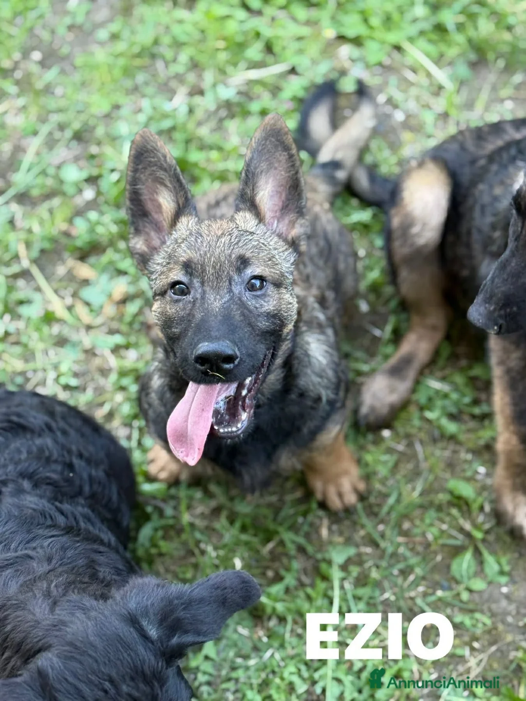 Meticcio cani in regalo: EZIO, lupetto ZAMPACORTA super coccolone! - Annuncio 2