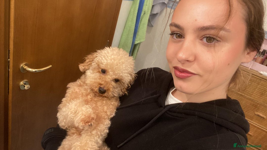 Barboncino Toy cani per accoppiamento: Barboncino toy maschio disponibile per monta  - Annuncio 5