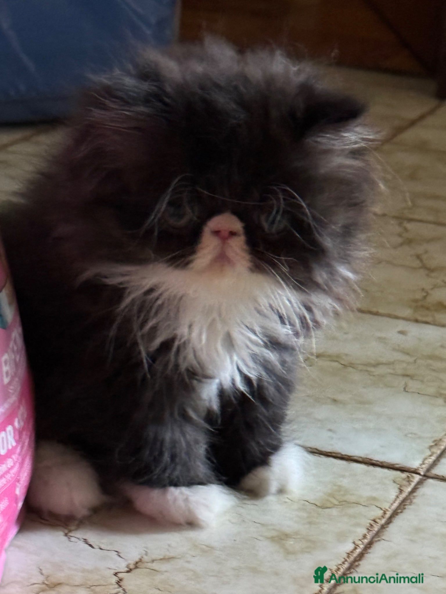 Persiano gatti in vendita: Gattini persiani bicolore nero bianco  a Provincia di Reggio Emilia - Annuncio 2