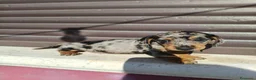 Bassotto cani in vendita: Bassotto maschio  - Annuncio 4