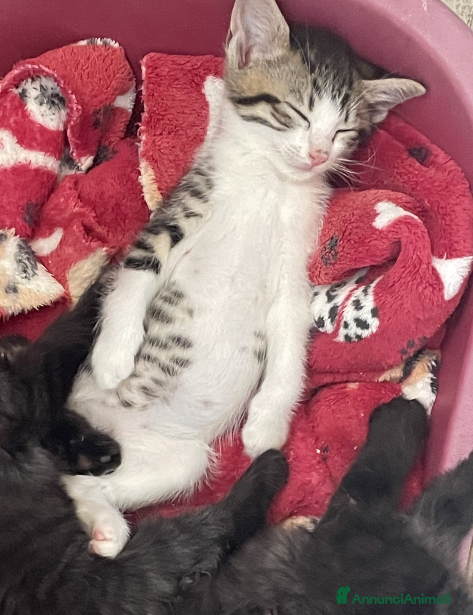 Europeo gatti GATTINI pelo lungo - Annuncio 7