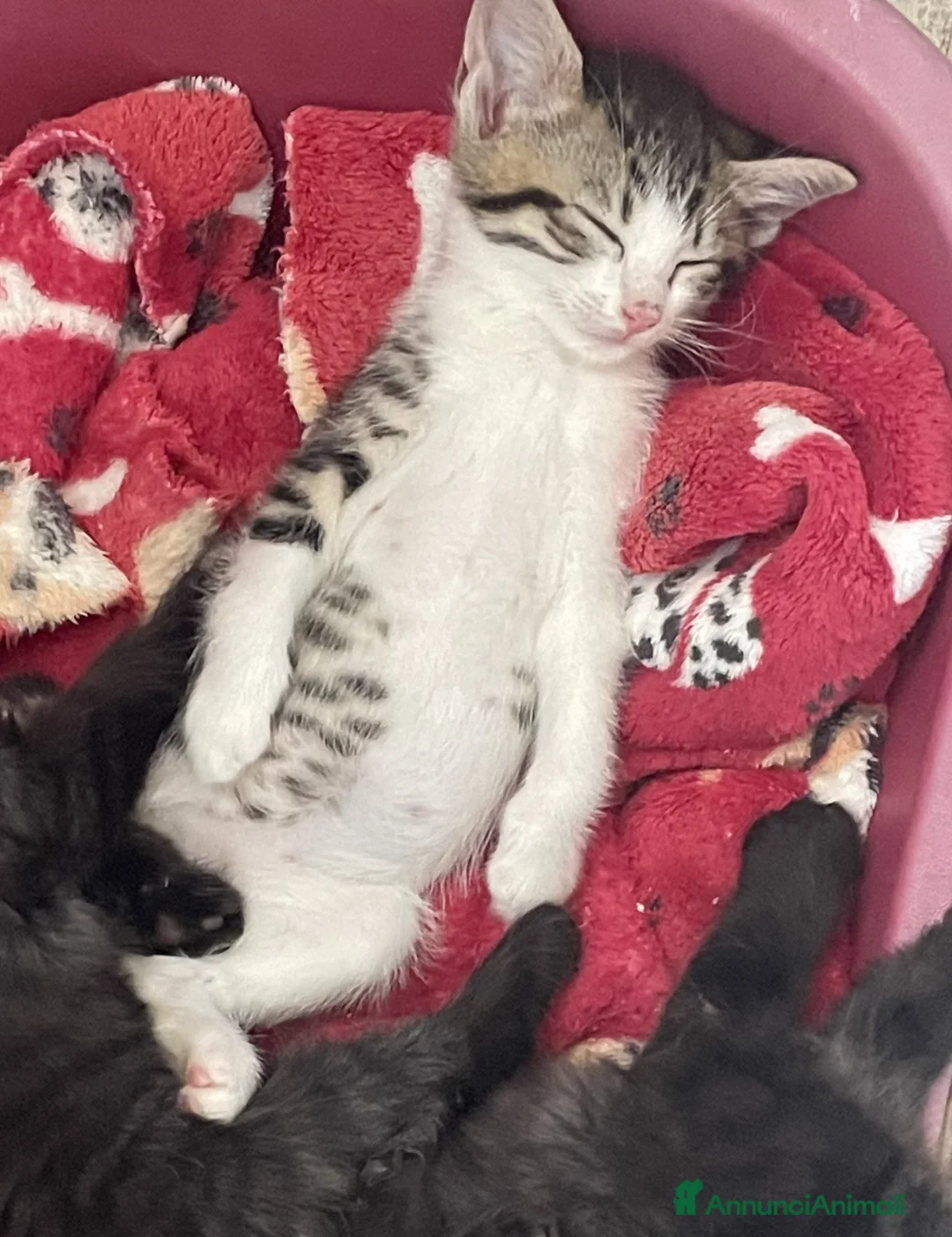 Europeo gatti in regalo: GATTINI pelo lungo - Annuncio 1