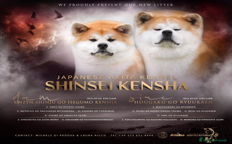 Akita Inu cani a Province of Como - Annuncio 2