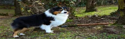 Australian Shepherd cani in vendita: Cuccioli di pastore australiano  - Annuncio 2