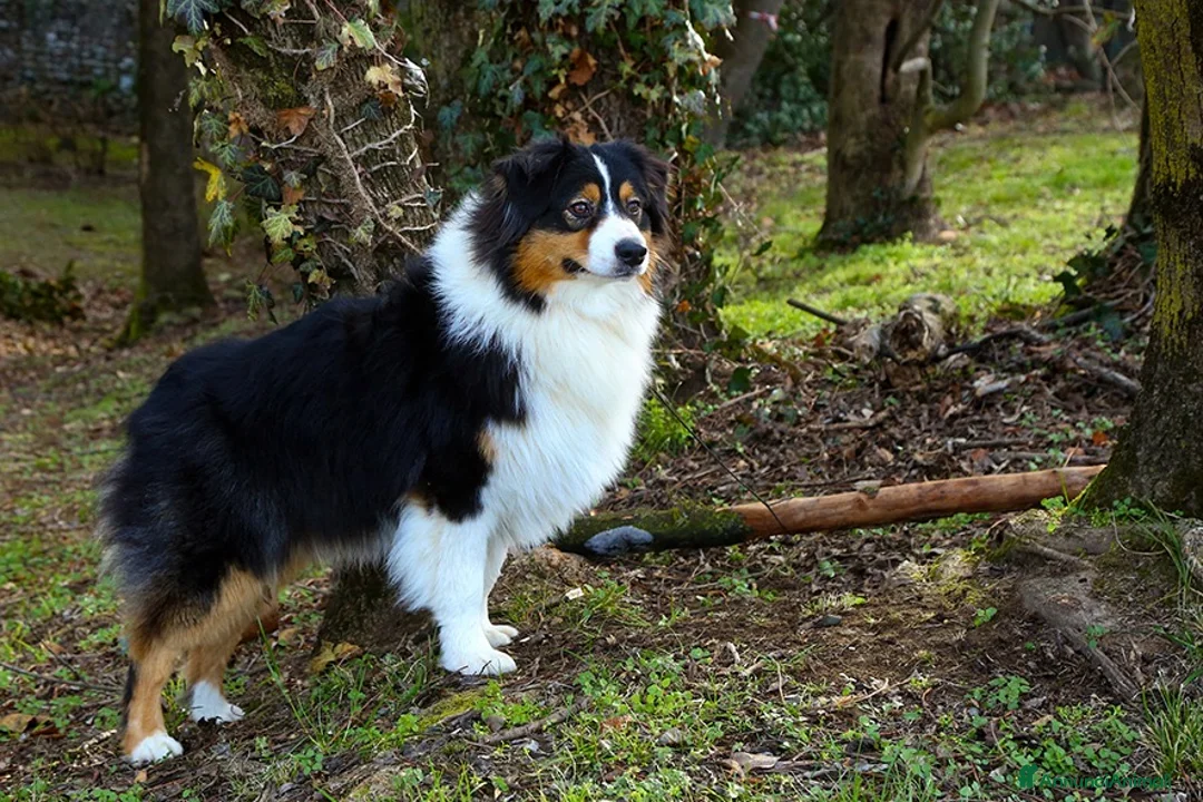 Australian Shepherd cani in vendita: Cuccioli di pastore australiano  - Annuncio 2