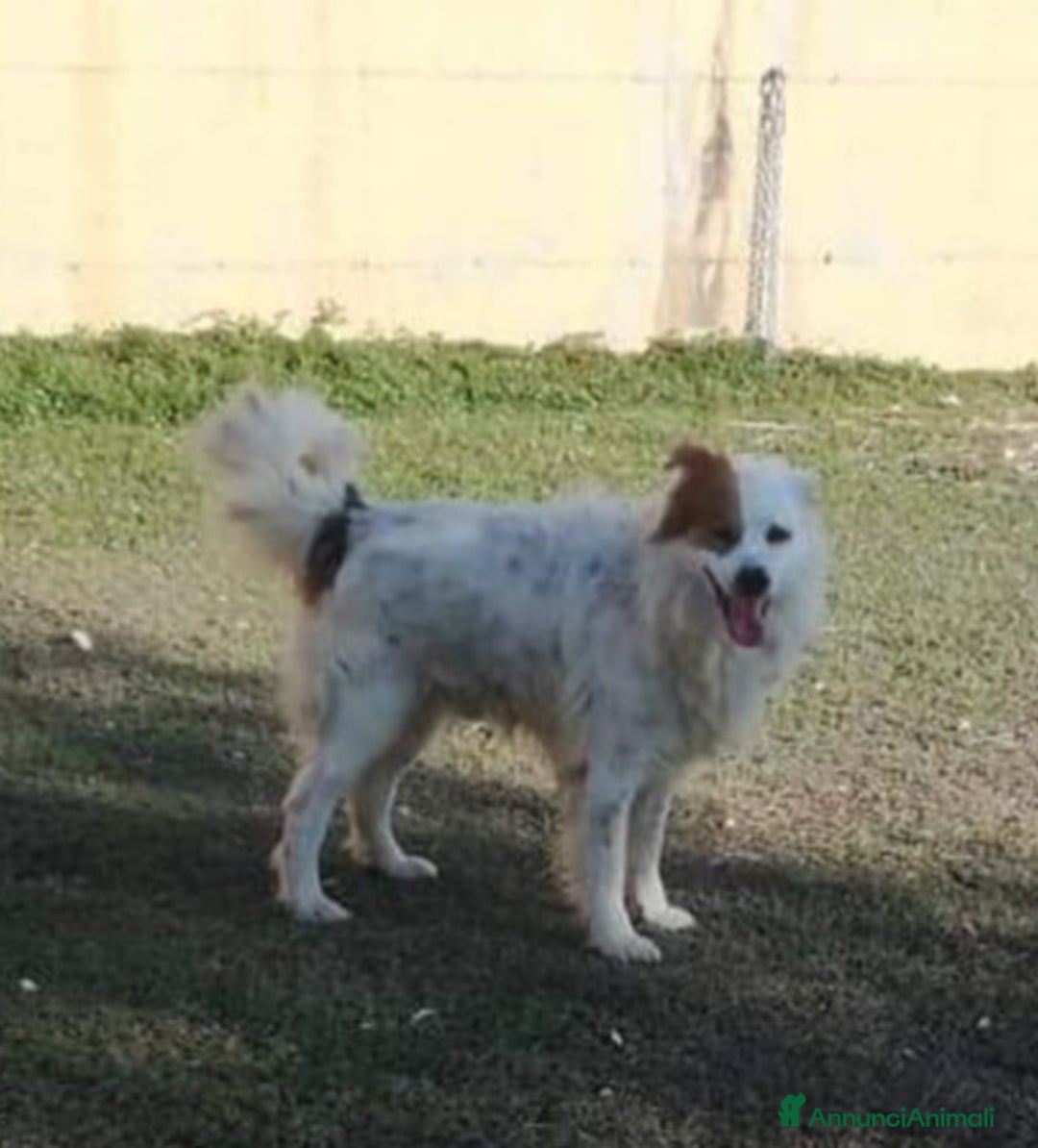 Altre razze cani in regalo: 15anni DA TROPPO IN CANILE!NESSUNO LO SALVA.TARANT a Città metropolitana di Milano - Annuncio 3