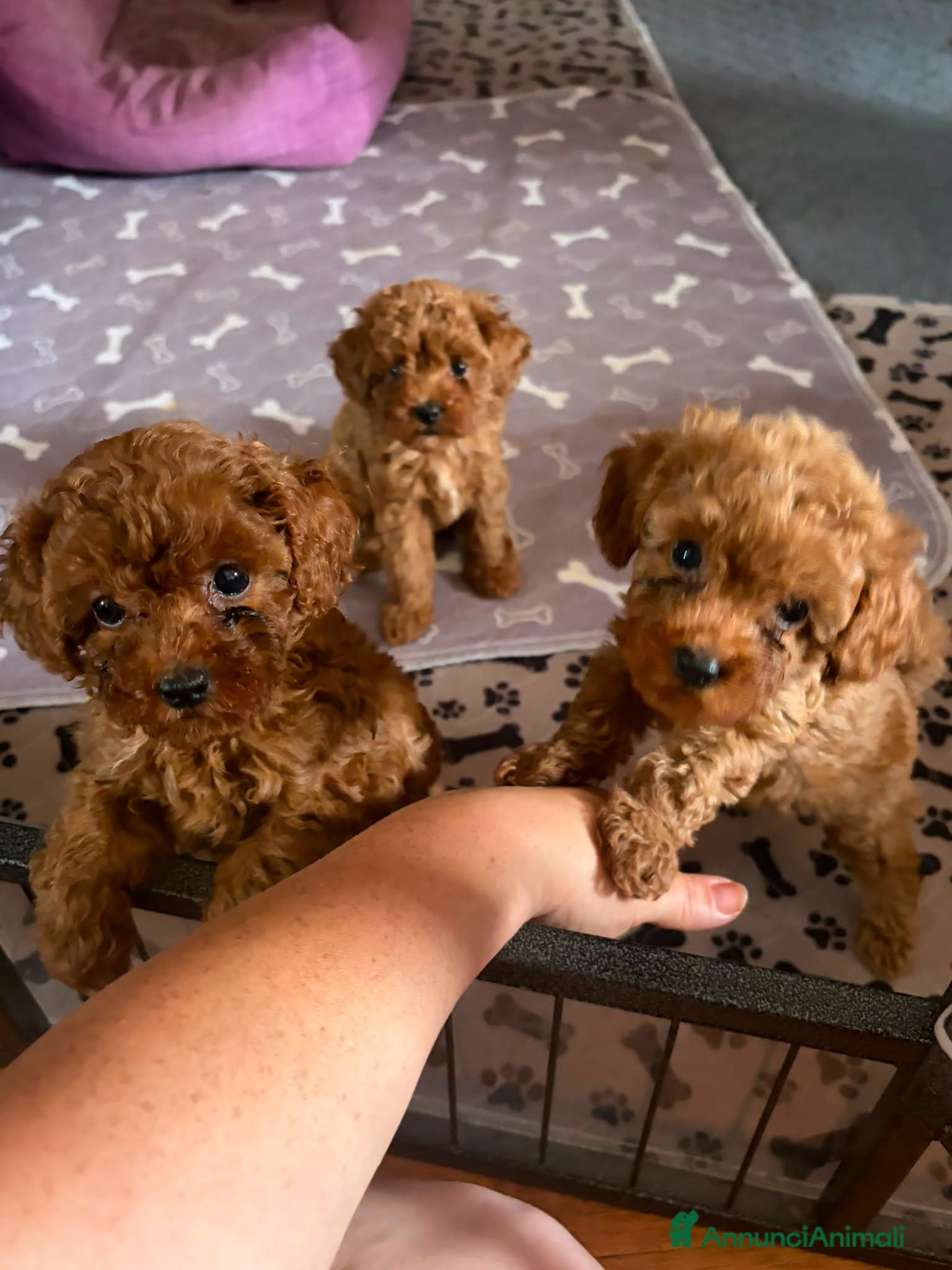 Barboncino Toy cani Cucciole Barboncino Toy - Annuncio 18