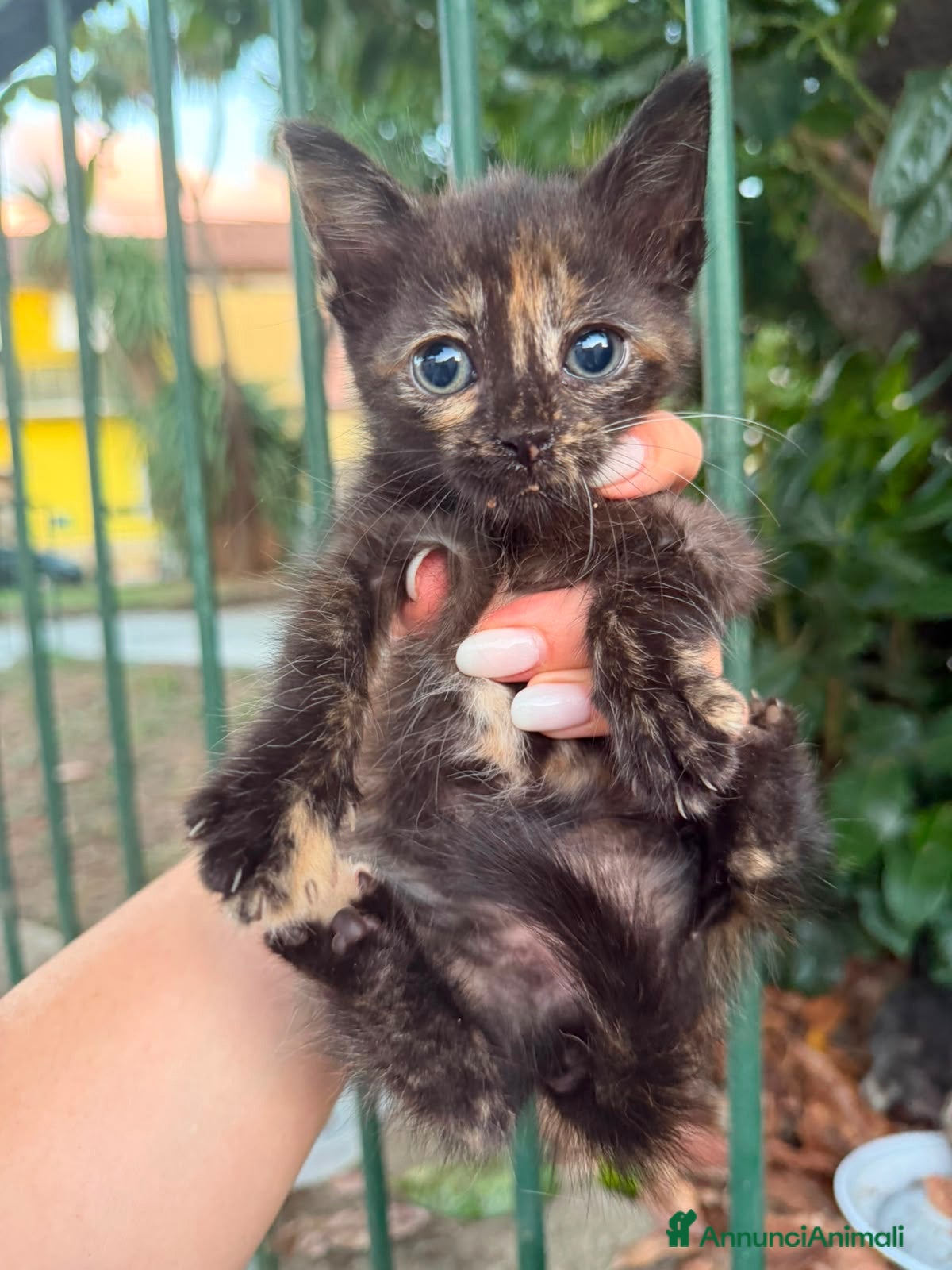 Europeo gatti Titti meravigliosa micina tartarugata  - Annuncio 1