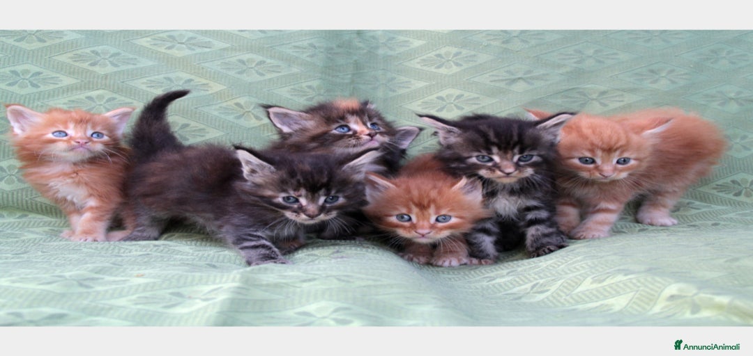 Immagine della galleria {{count}}