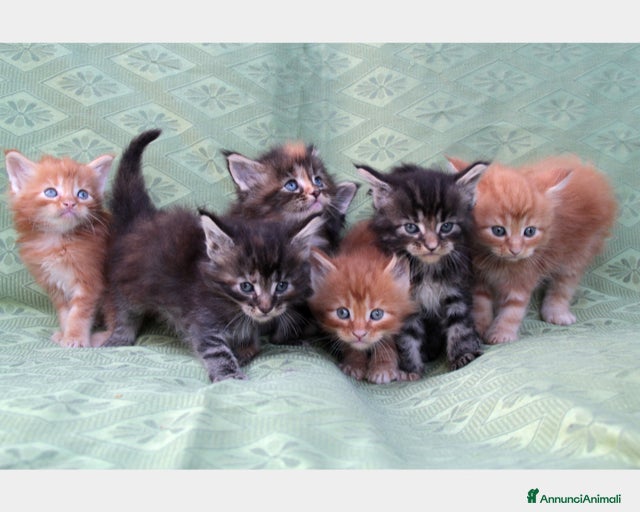 Immagine della galleria {{count}}