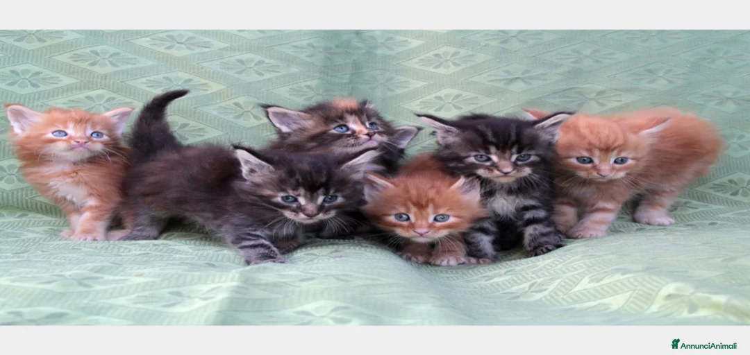 Immagine della galleria {{count}}