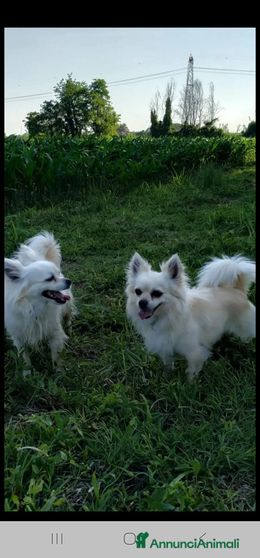 Chihuahua cani in regalo: Chihuahua pelo lungo regalo  a Città metropolitana di Milano - Annuncio 1