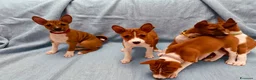 Basenji cani in vendita: Basenji disponibili con pedigree ENCI - Annuncio 3