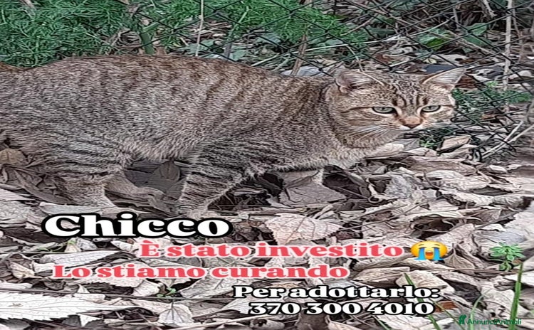 Europeo gatti - Annuncio 15