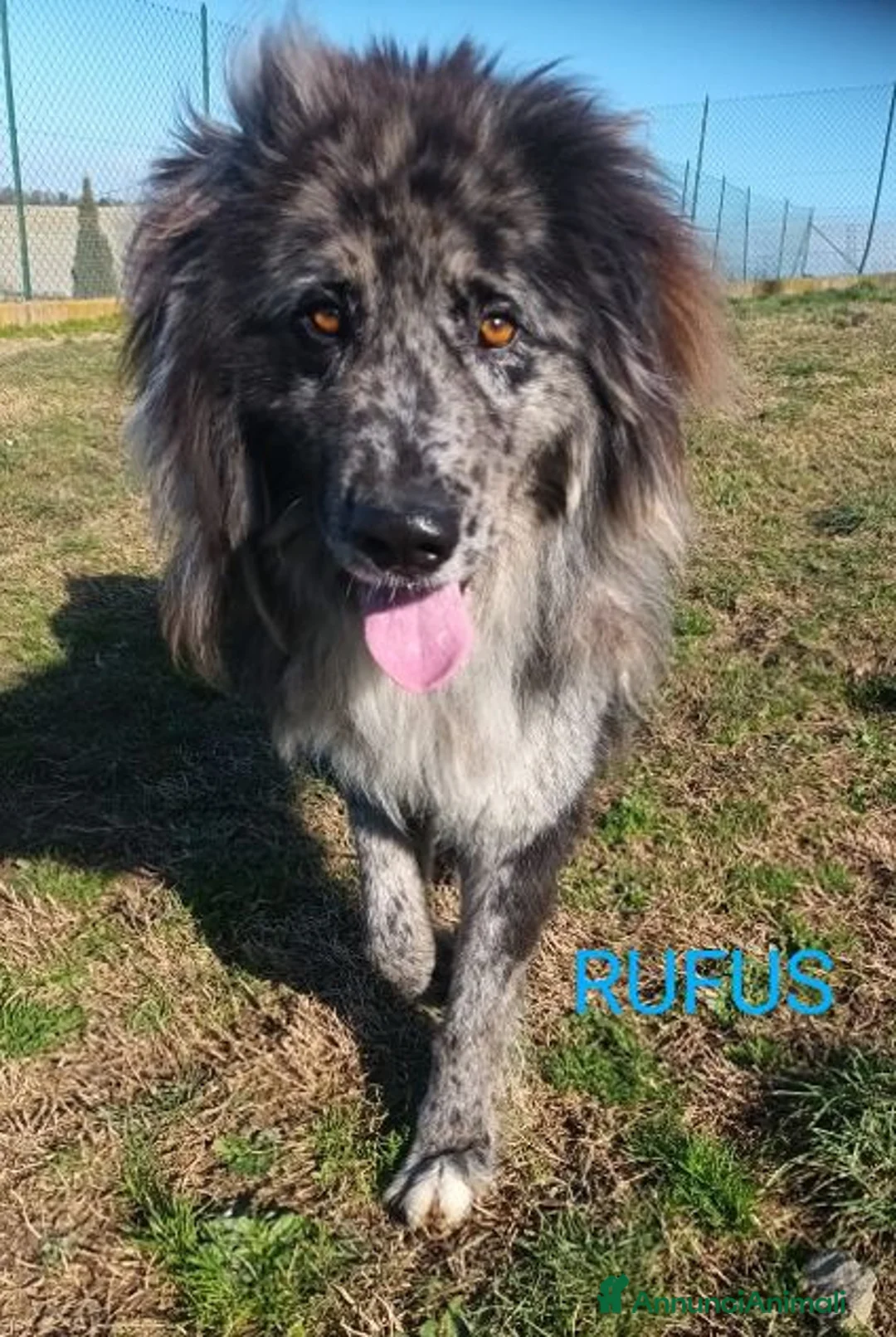 Meticcio cani in regalo: RUFUS il gigante buono! a Città Metropolitana di Venezia - Annuncio 2