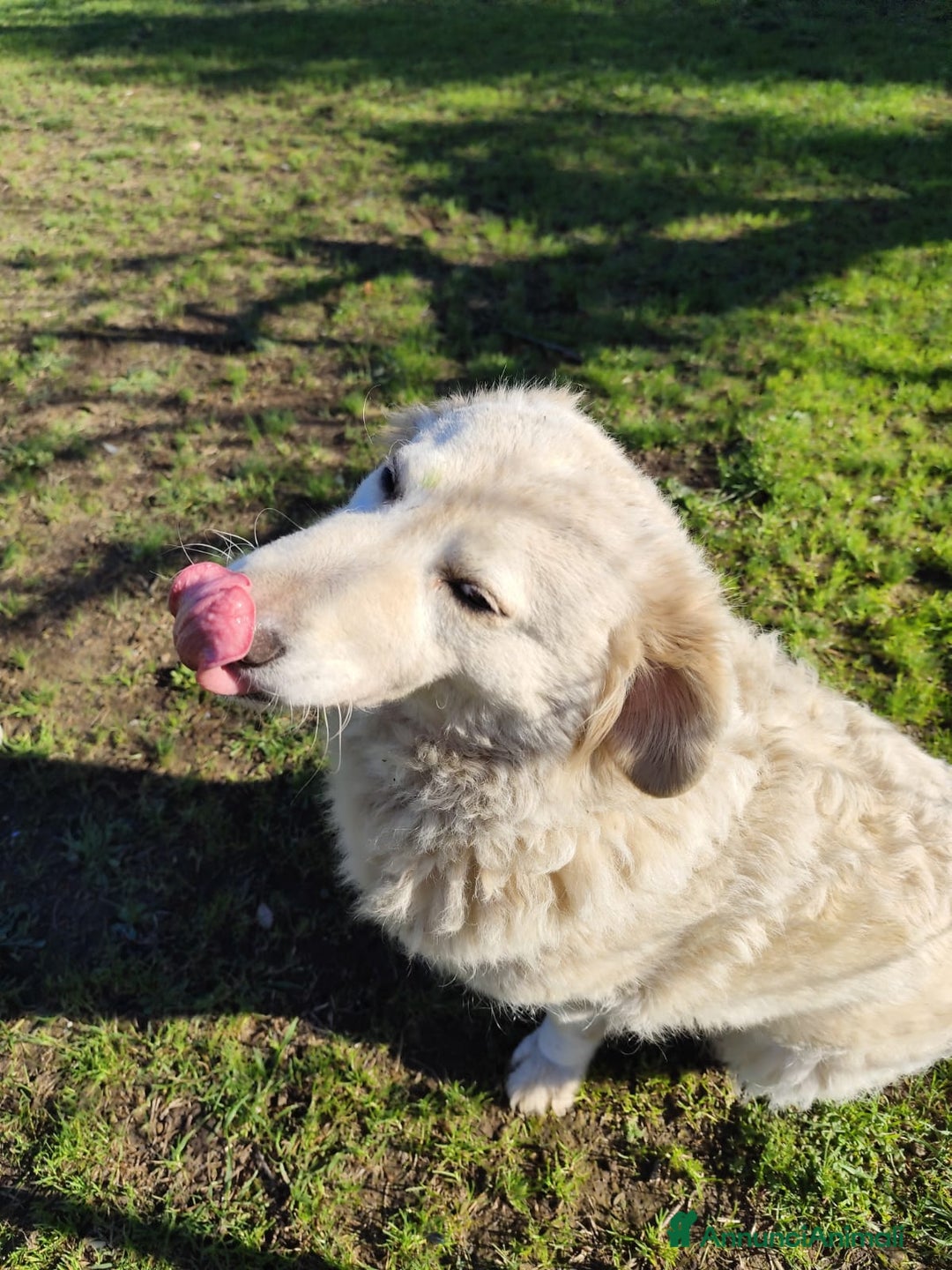 Pastore Maremmano cani in regalo: BLANCA pastore maremmano femmina⁹ - Annuncio 6