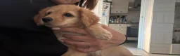 Barboncino cani in vendita: Cuccioli - Annuncio 4