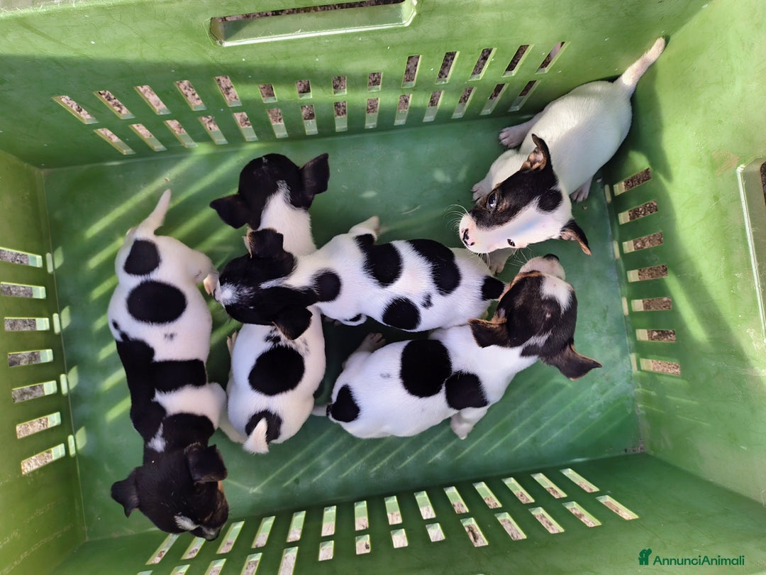 Jack Russell cani in vendita: Cuccioli jack russel  - Annuncio 1