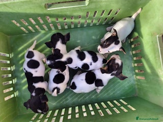 Jack Russell cani Cuccioli jack russel - Annuncio 3