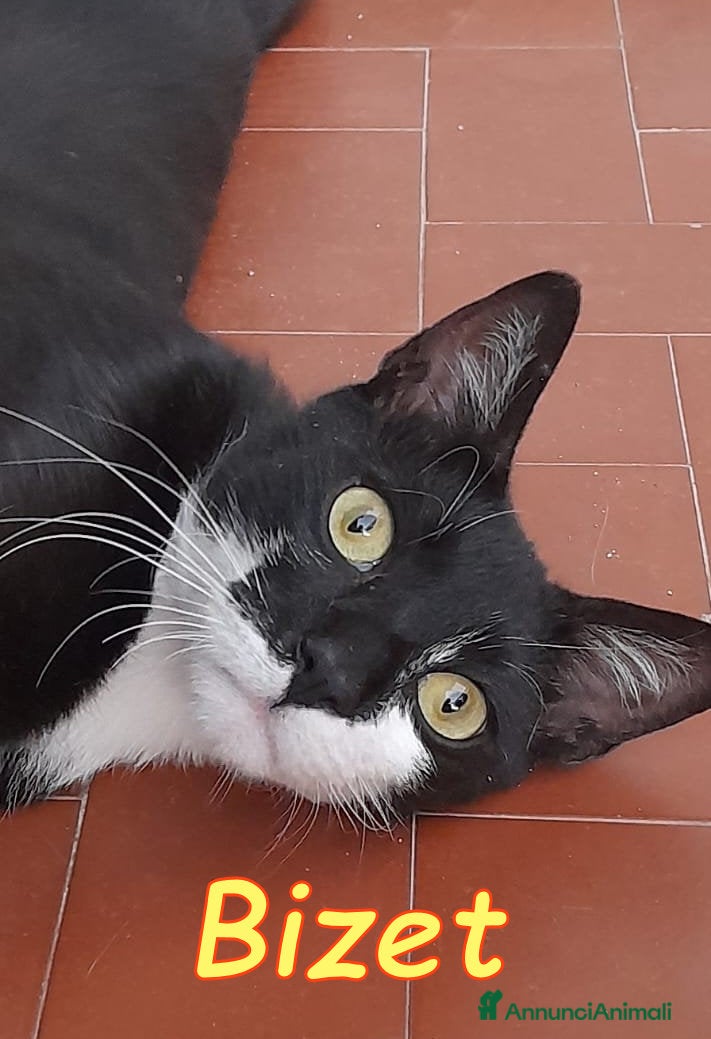 Europeo gatti BIZET GATTINO SUPERCOCCOLO - Annuncio 8