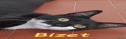 Europeo gatti in regalo: BIZET GATTINO SUPERCOCCOLO - Annuncio 1