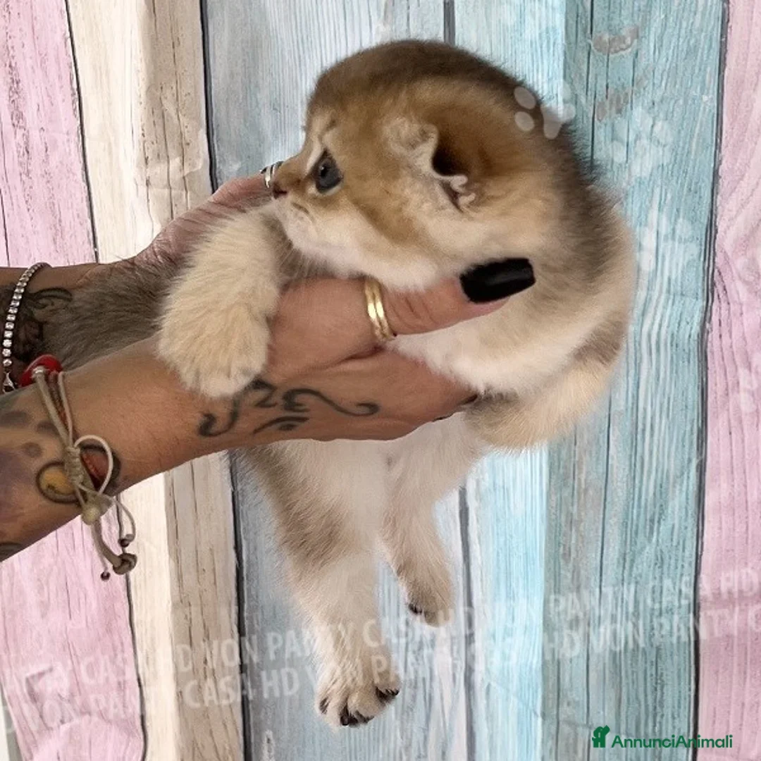 Scottish gatti in vendita: Cucciole Scottish Fold - Annuncio 14