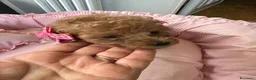 Barboncino Toy cani in vendita: Cucciole barboncino toy - Annuncio 2