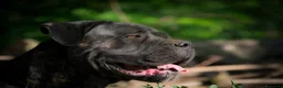 Cane Corso cani in vendita: Spettacolari cuccioli di Cane Corso  - Annuncio 6
