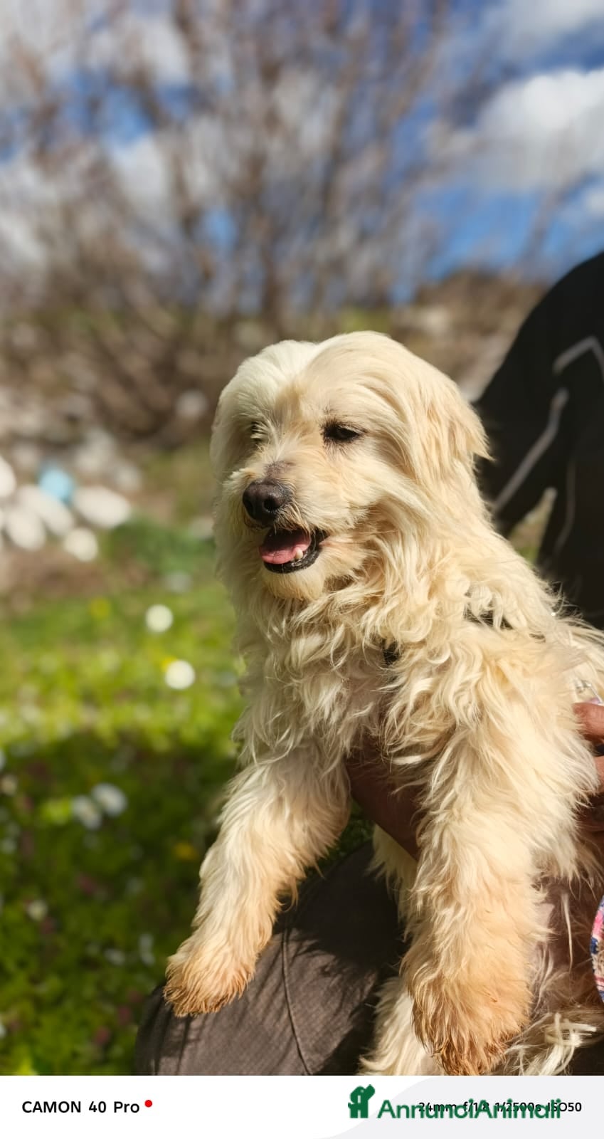 Maltese cani Splendido maltese - DIEGO - Annuncio 1