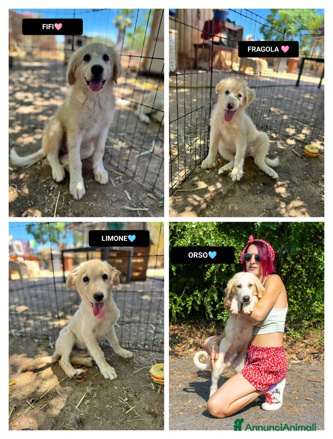 Meticcio cani in regalo: ORSO LIMONE FRAGOLA FIFI - Annuncio 1