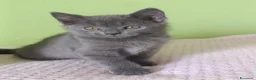 Certosino gatti in vendita: Certosini Pedigree Anfi - Annuncio 3