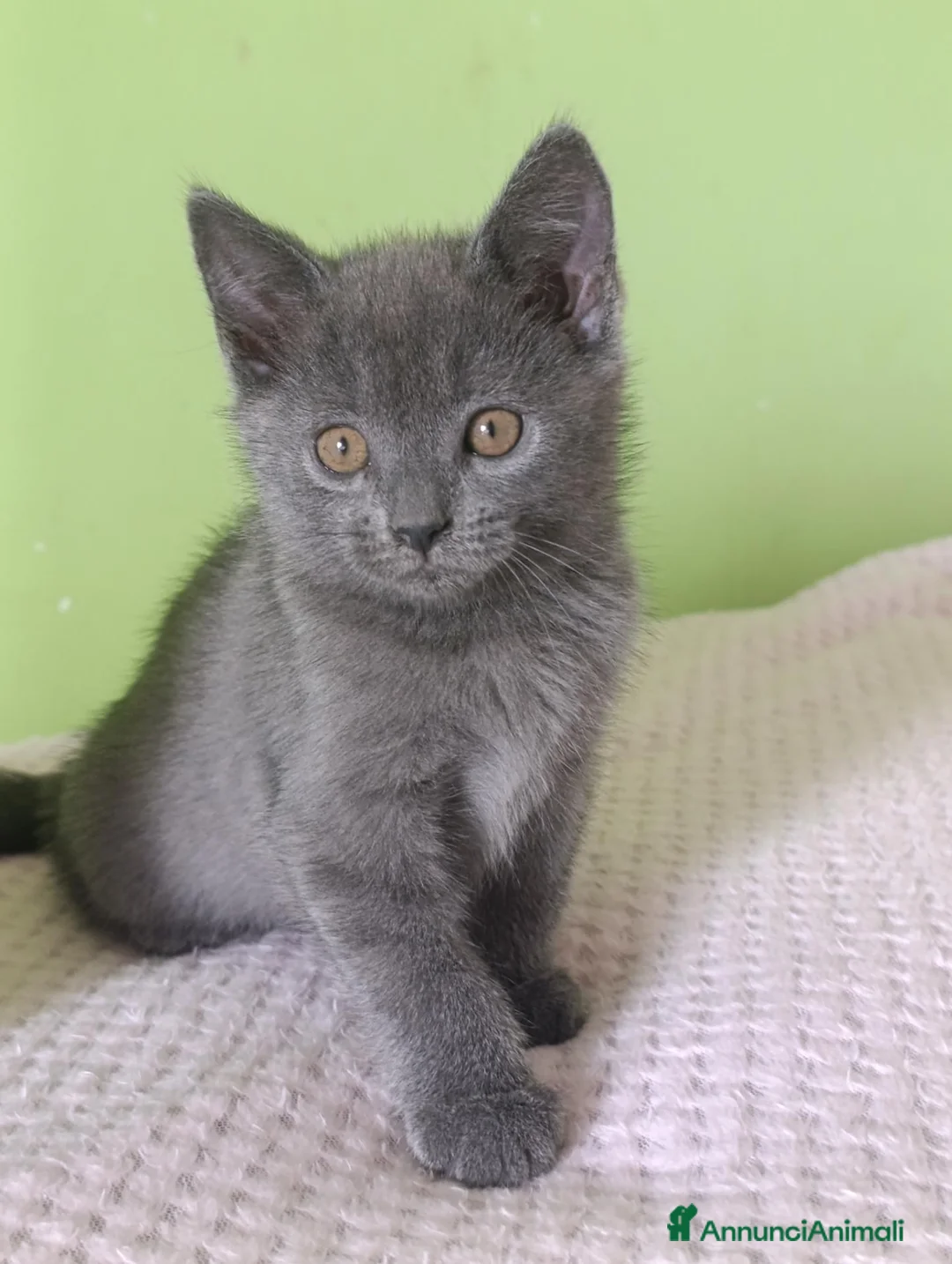 Certosino gatti in vendita: Certosini Pedigree Anfi - Annuncio 3