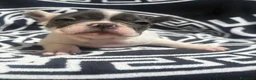 Bulldog Francese cani in vendita: Cuccioli di bulldog francese a Provincia di Perugia - Annuncio 3