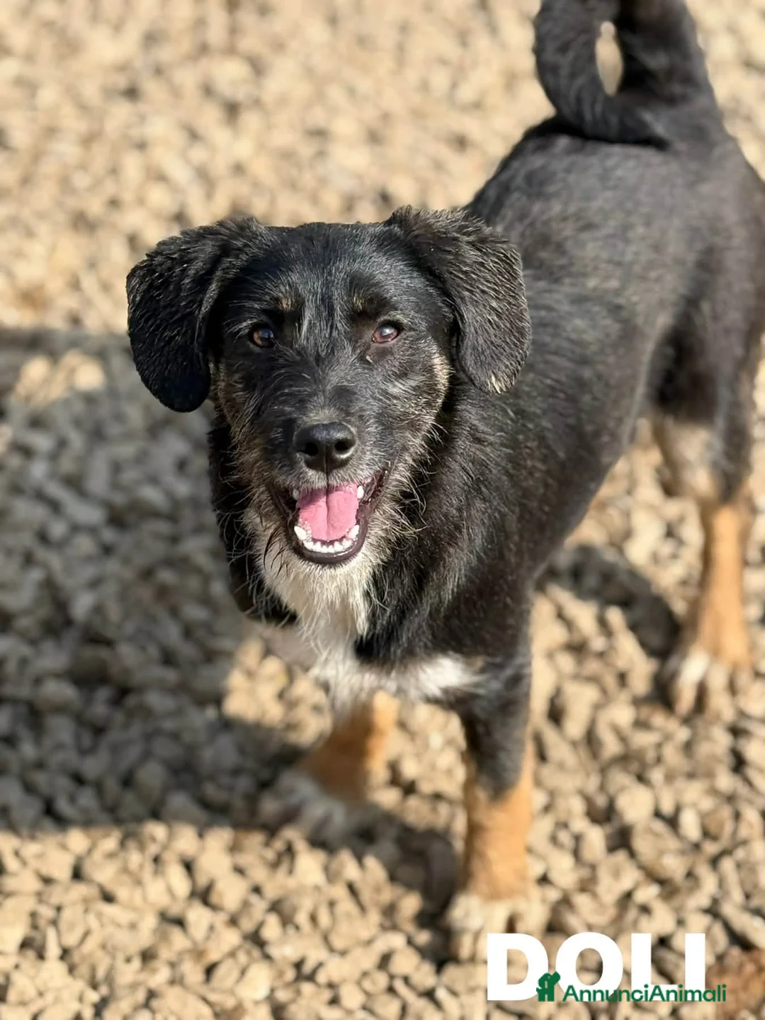 Meticcio cani in regalo: DOLI, dolcissima cucciola baffuta! - Annuncio 1