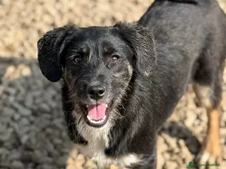 Meticcio cani DOLI, dolcissima cucciola baffuta! - Annuncio 1